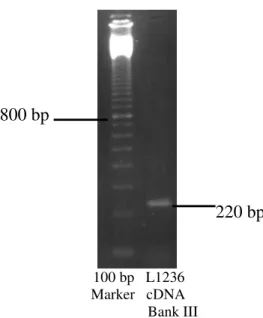 Abb. 3.1.6: CD30 PCR der III L1236 cDNA Bank. Man erkennt das gewünschte PCR-         Produkt von 220 bp