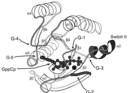 Figure 3.  Structure of the Ras protein in the GppCp•Mg bound form with the conserved  elements and G-box regions labelled (from Sprang, 1997)