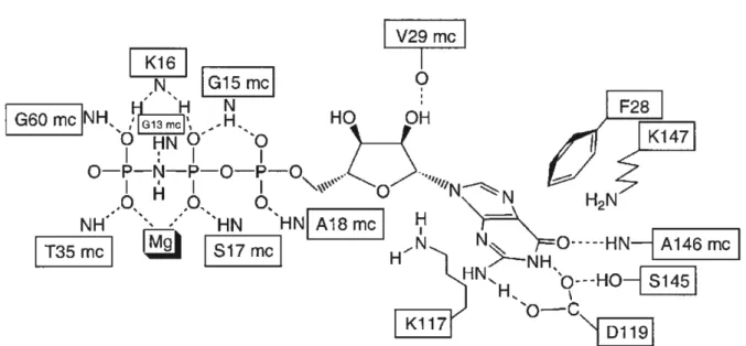 Figure 4.  Interactions of the Ras and the GTP analogue GppNHp with selected, conserved  residues (from Wittinghofer and Waldmann, 2000) 