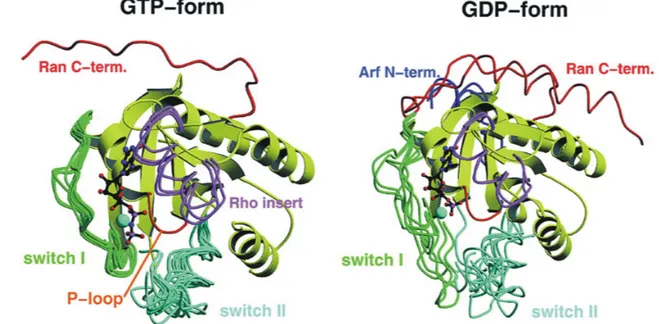 Figure 5.  Superposition of selected Ras-related proteins in the GDP and the GTP bound form