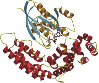 Figure 7.  Structure of RasGAP in complex with Ras•GDP•AlF 3  (PDB accession code 1WQ1)
