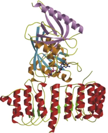 Figure 13. Structure of RanGAP in complex with Ran•GDP•AlF 3  and RanBP1 (PDB code 1K5D)