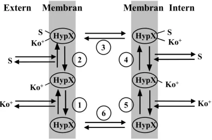 Abbildung 1.2: Reaktionszyklus eines typischen Symporters am hypothetischen Beispielprotein HypX