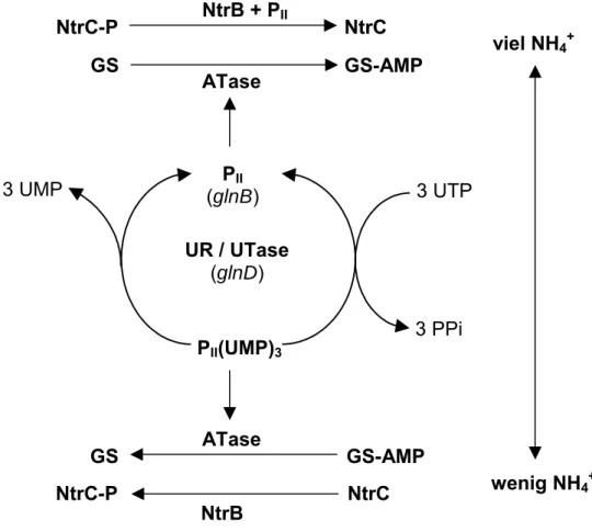 Abb. 1:  Modell der Stickstoffkontrolle in Enterobakterien. Je nach  Stickstoffstatus der Zelle bewirkt die Uridylyltransferase/deuridylylierendes  Enzym (glnD) die Uridylylierung bzw