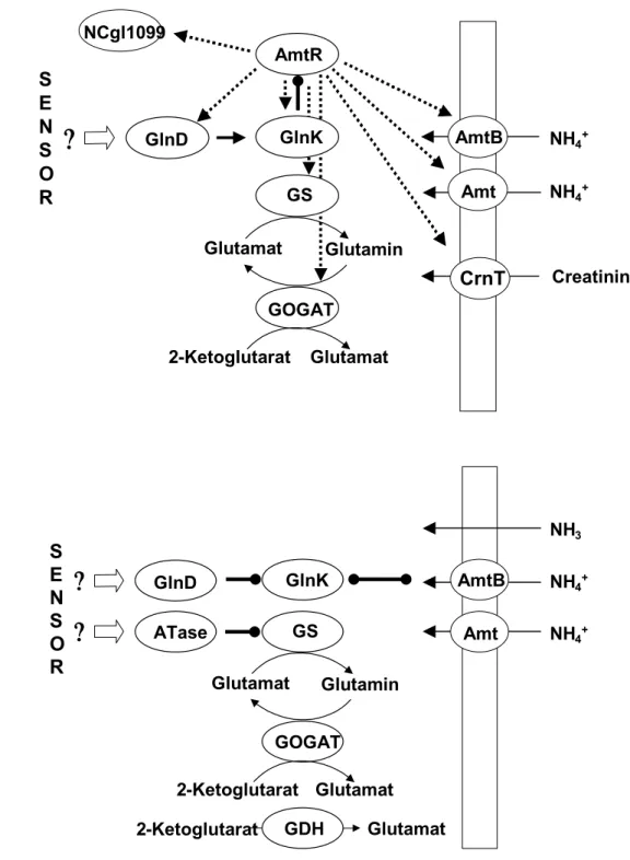 Abbildung 3: Aktuelles Model der Stickstoffkontrolle. Abb. 3A zeigt die Regulation auf  Expressionsebene