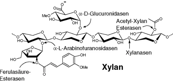 Abbildung 1-1  Die strukturellen Komponenten des Xylans. Darüber hinaus sind die Hemicellulasen  gezeigt, die für den Abbau des Xylans verantwortlich sind