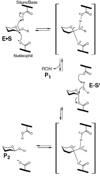 Abbildung 1-2 Der Reaktionsmechanismus der retaining Glykosidasen (Koshland Mechanismus)