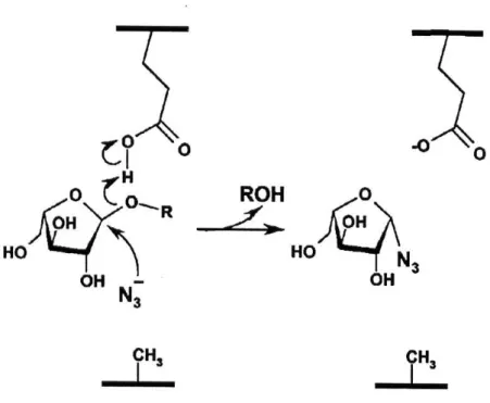 Abbildung 1-6 Schematische Darstellung der Wiederherstellung der katalytischen Aktivität der E294A  Mutante der AbfA