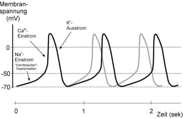 Abbildung 1-2: Erzeugung von rhythmischen Aktionspotentialen in Schrittmacherzellen des Herzens
