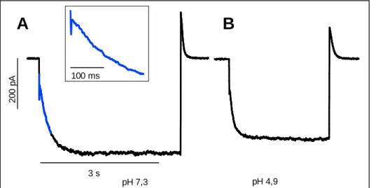 Abbildung  3-1:  Stromantworten  einer  Zelle  bei  pH  7,3  (A)  und  pH  4,9  (B).  (Haltespannung  0 mV,  Testpuls  -90 mV)