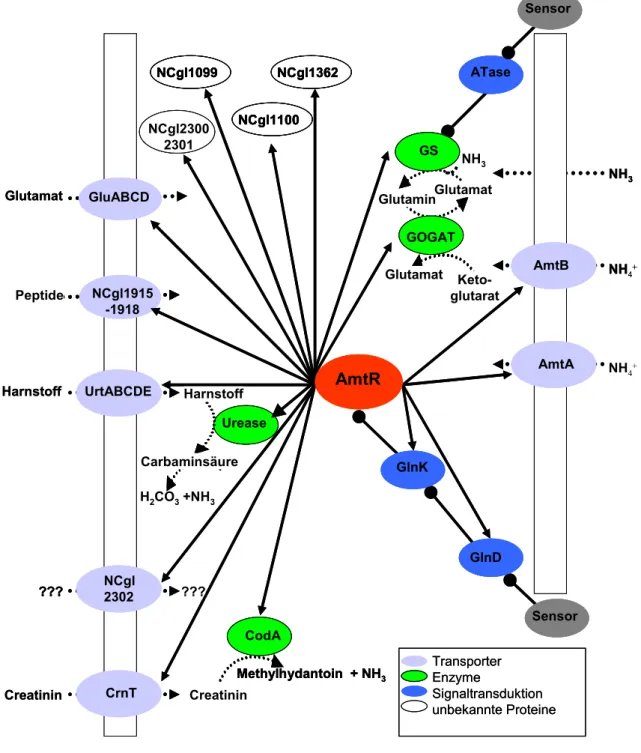 Abbildung 1.2: Aktuelles Modell der Stickstoffkontrolle in C. glutamicum.  Der AmtR- AmtR-Repressor stellt den einzigen bekannten Regulator dar, so dass eine globale  Expressionssteuerung von Genen mit Relevanz für die Stickstoffversorgung der Zelle  wahrs