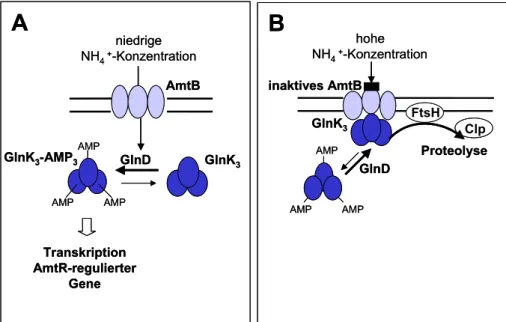 Abbildung 1.3: Modell der Funktion des Signaltransduktionsproteins GlnK. (A) GlnK  wird bei Eintreten eines Stickstoff-Mangels im Cytoplasma synthetisiert