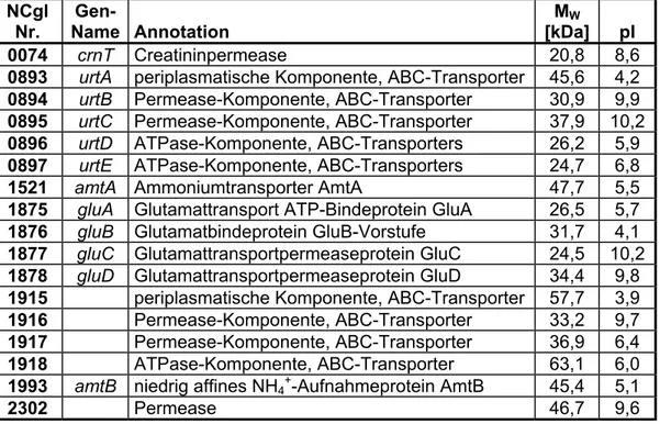 Tabelle 3.1: Molekulargewicht (M W ) und theoretischer pI der AmtR-regulierten  Transportproteine
