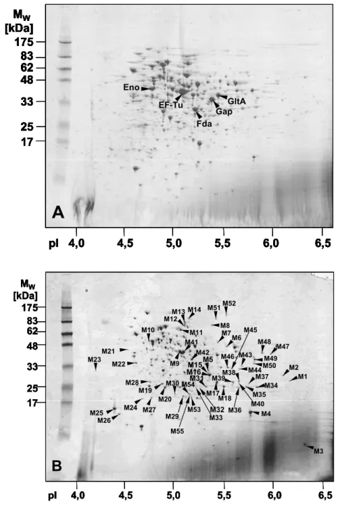 Abbildung 3.1: Proteommuster der cytoplasmatischen Proteinfraktion (A) und der  Membranfraktion (B) aus einer stickstoffgehungerten C