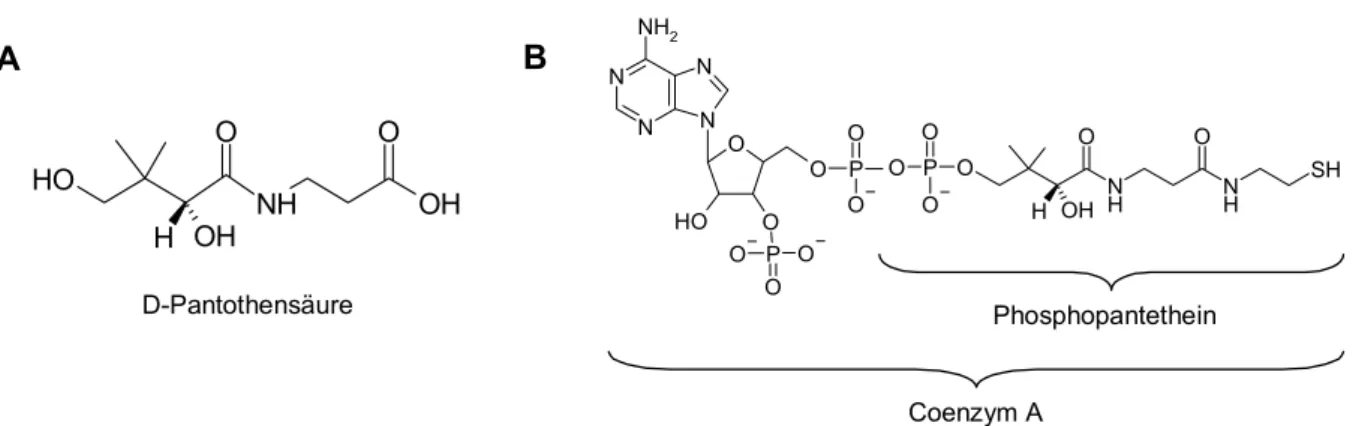 Abbildung 1.1: Chemische Struktur von (A) D-Pantothensäure und (B) Coenzym A.  