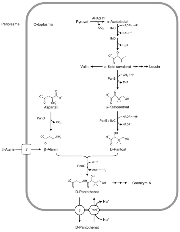 Abbildung 1.2: Biosynthese von Pantothensäure in E. coli. AHAS I/III: Actohydroxysäure-Synthasen I  und III; CH 2 -THF: 5,10-Methylentetrahydrofolat; THF: Tetrahydrofolat