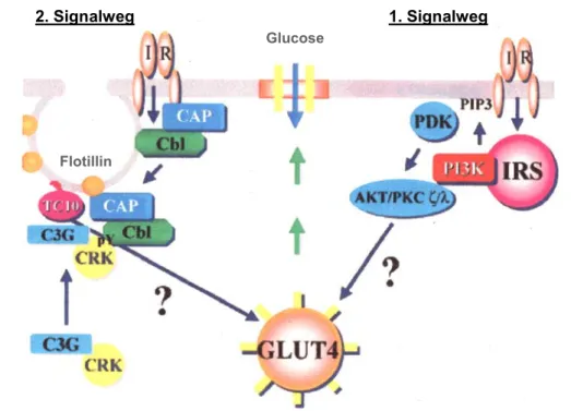 Abb. 1.1.1. Zwei unabhängige Signalwege vom Insulinrezeptor zu den GLUT4-Vesikeln  (Baumann und Saltiel, 2001)
