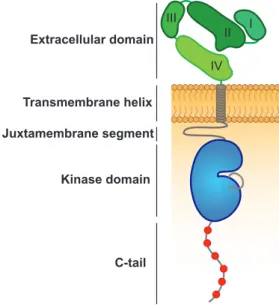 Figure  1:  Domain  structure  of  ErbB  receptors.  The  N-terminal  extracellular  domain  is  composed  of  four  subdomains  (I  –  IV),  which  participate  in  ligand  binding  and  receptor  dimerization