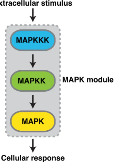 Figure  4:  Scheme  of  the  three-tiered  MAPK  module  in  eukaryotic  cells.  External  signals  sensed  by  growth  factor  receptors  induce  the  sequential  phosphorylation  and  activation  of  the 