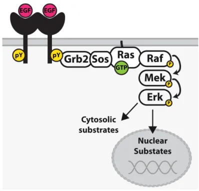 Figure 5: EGFR mediated Erk activation at the plasma membrane. EGF induced activation of  EGFR  induces  the  recruitment  of  a  GEF  complex  (Grb2-SOS)  to  the  plasma  membrane  to  activate the membrane-bound GTPase Ras to recruit Raf to the plasma m