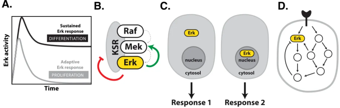 Figure  6:  Mechanisms  determining  Erk  signaling  specificity  and  signaling  dynamics