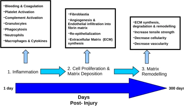 Figure 2.2 Summary of wound healing mechanisms. These detailed healing stages are implemented  immediately following trauma to the skin and continue for days to years post-injury to reinstate tissue  integrity