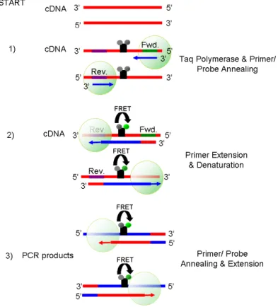 Figure 4.2 PCR amplification. Single stranded cDNA is denatured at the start to ensure  all targets are unbound