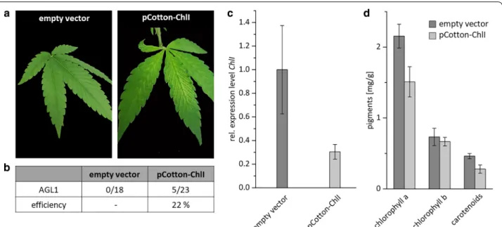 Fig. 5  Detection of DNA-A and DNA-B. Genomic DNA was extracted  either from PDS- and ChlI-silenced plants five week after inoculation  or from control plants