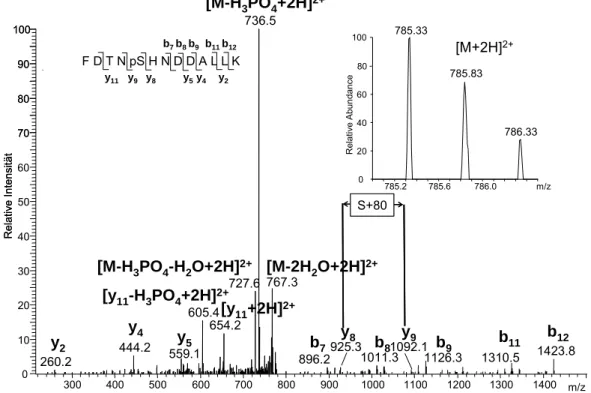 Abb. 20  ESI-MS/MS-Spektrum des Peptids AS 146-158, phosphoryliert and Serin 150, mit doppelt  geladenem Vorläuferion