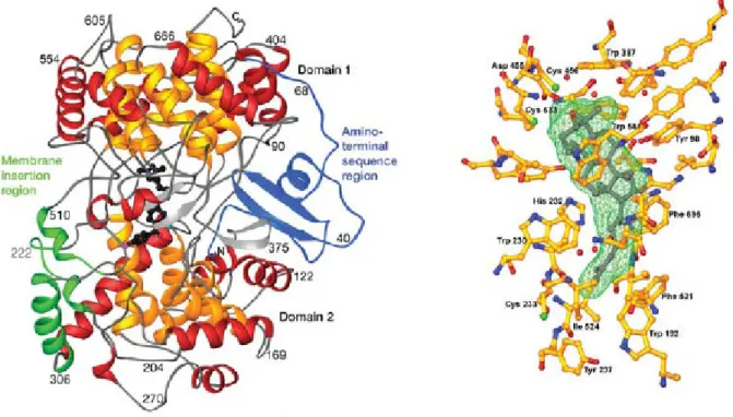 Abbildung  7.  Die  Struktur  der  humanen  Oxidosqualencyclase.  Links:  Darstellung  des  gesamten  Enzyms  als  Komplex  mit  einem  Inhibitor  (schwarz)