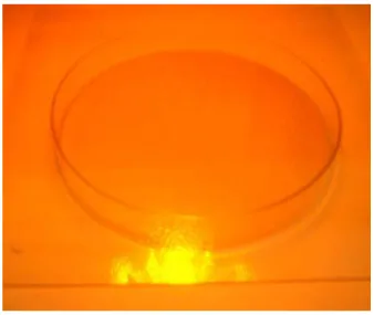Abbildung 4.5 PS mit Citronellol beladen in einer Petrischale unter einem Halogenstrahler