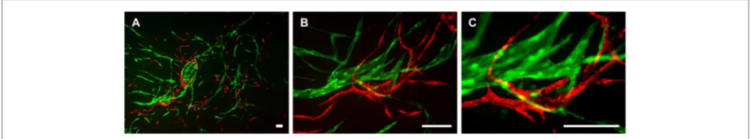 FigUre 2 | Two-dimensional culture of lymphatic endothelial cells (lec) (green), blood vascular endothelial cells (Bec) (red), and adipose-derived  stromal cells (non-fluorescent)