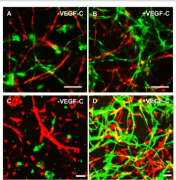 FigUre 5 | lymphatic endothelial cells (lec) (green) and blood  vascular endothelial cells (Bec) (red) form two separate networks in  cocultures with adipose-derived stromal cells