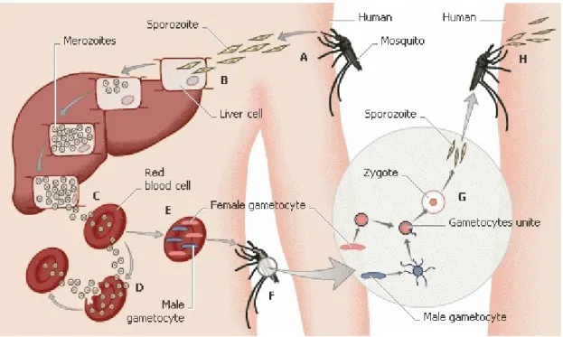 Abb. 1.2: Lebenszyklus des Malariaparasiten Plasmodium falciparum und Übertragung durch die  Anophelesmücke