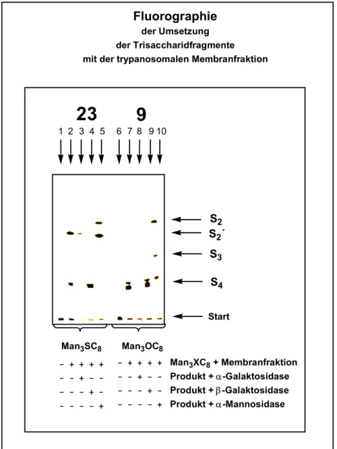 Abbildung 2: Umsetzung der Verbindungen 23 und 9 mit UDP-Gal* und der trypanosomalen  Membranfraktion