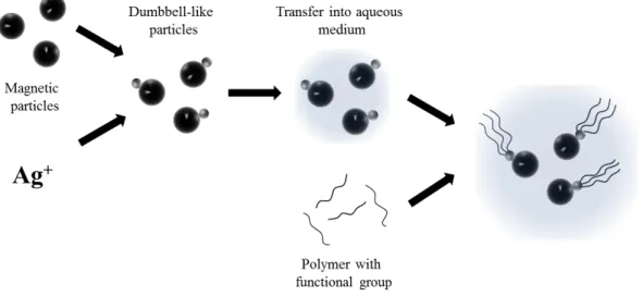 Figure 3-1. Schematic approach towards the magnetic particles with polymeric flagella
