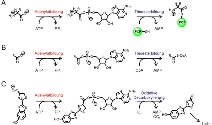 Abbildung 8 Reaktionen der ANL-Superfamilie. A) NRPS A-Domänen; B) Aryl- und Acyl-CoA Synthetasen; 