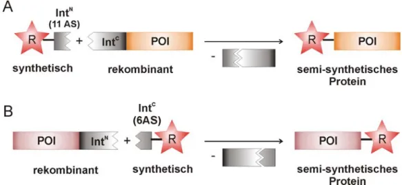 Abbildung 22 Proteinsemisynthese mit Hilfe künstlich gespaltener Inteine. A) Schematische Darstellung der  N-terminalen Modifikation von Proteinen mit dem Ssp DnaB Intein (gespalten an Position 11) [169]; B)  Schematische Darstellung der terminalen Modifik
