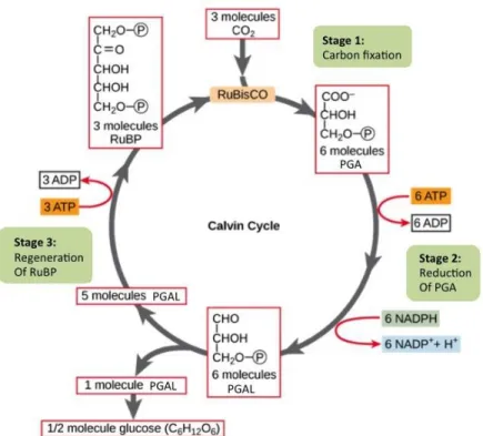 Figure  4:  Dark  reactions  (Calvin  Cycle).  The  Calvin  cycle  has  three  stages