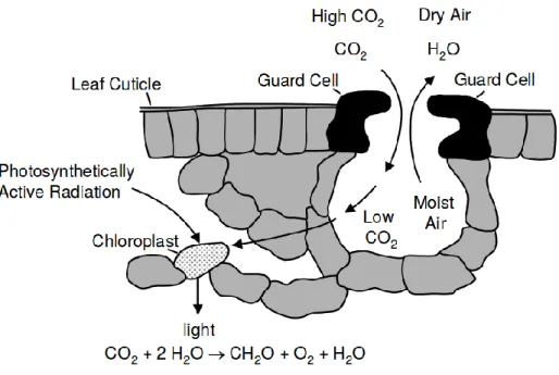 Figure 5: Stomatal gas exchange. When the stoma is open and a gradient of CO 2  between leaf and air exists, CO 2