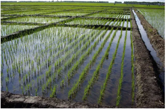 Figure 3-9: Small plots within larger rice fields (Photo Martin Gnyp 2009). 