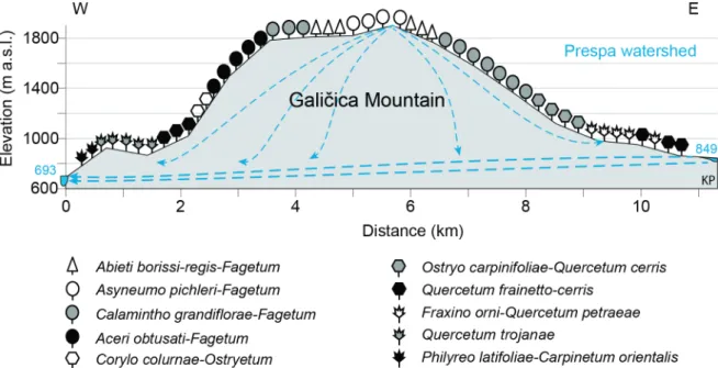 Figure 1.5: Vegetational transect across the Galičica Mountain and schematic underground connection between  Lake Prespa and Lake Ohrid (SRTM Data: Jarvis et al., 2008; adapted after Matevski et al., 2011; Popovoska and  Benacci, 2007).