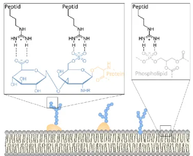 Abbildung 4: Interaktion der Argininseitenkette mit Glykosaminoglykanen und Phospholipiden der Plasma- Plasma-membran