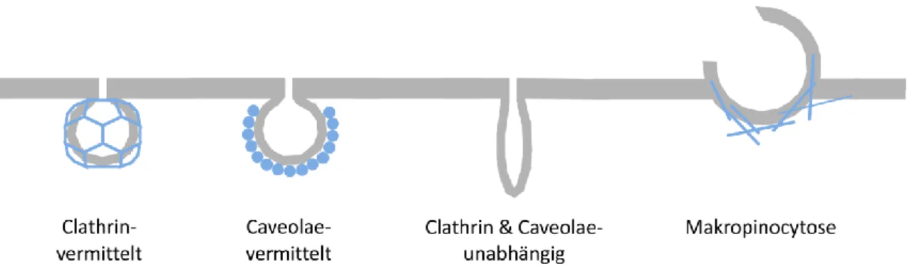 Abbildung  6:  Endocytose-Mechanismen.  Clathrin-  und  Caveolae-abhängige  Endocytose  zeichnen  sich  durch  Abschnürung  beschichteter  Vesikel  mit  Hilfe  von  Dynamin  aus