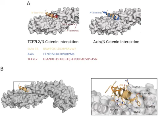 Abbildung  13:  Entwicklung  von  StAx-35  zur  Inhibition  von  β-Catenin.  (A)  Überlagerung  der  Kristallstrukturen von StAx-35 (orange, PDB: 4DJS) und TCF7L2 (rot, PDB: 2GL7) sowie mit Axin (blau,  PDB: 1QZ7)