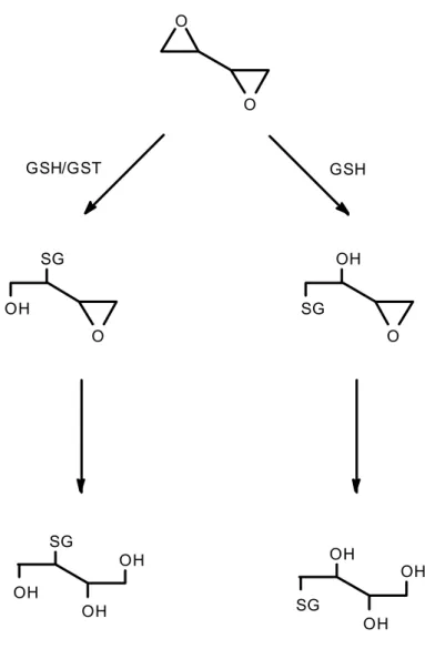 Abb. 2: GSH-Konjugatbildung durch Reaktion von DEB mit GSH (Boogaard et al. 1996a und 1996b)