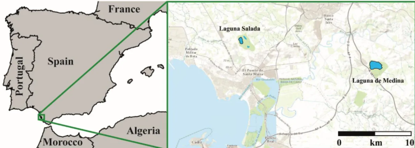 Fig. 1.5: Overview of the Iberian Peninsula and the locations of Laguna Salada and Laguna de Medina  Laguna de Medina is a small endorheic lake with a maximum water depth of 3.5 m