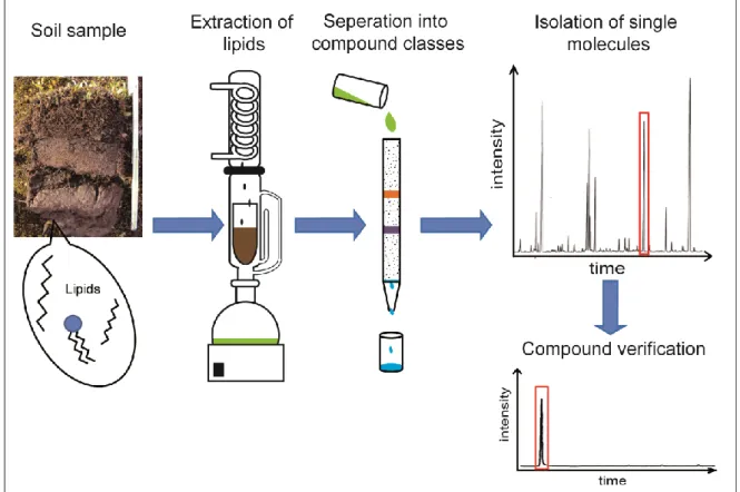Fig. 7: Schematic diagram of lipid extraction and isolation of single compounds  