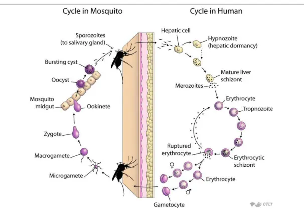 Figure 2.1: The life cycle of the genus Plasmodium parasite. Source: JHSPHOPEN- JHSPHOPEN-Courseware (2016)