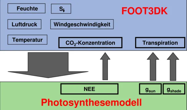 Abb. 6.1: Shematishe Darstellung des gekoppelten FOOT3DK-Photosynthese-Modells.